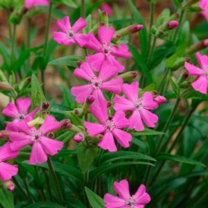 SILENE CAR. `SHORT AND SWEET`
