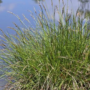 CAREX STRICTA