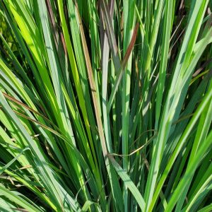 SCHIZACHYRIUM SCOPARIUM `STANDING OVATION`