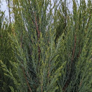 JUNIPERUS VIRGINIANA `BLUE ARROW`