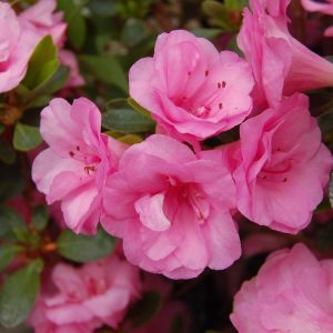 AZALEA `ROSEBUD`