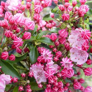 KALMIA LATIFOLIA `LITTLE LINDA`