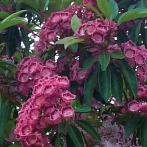 KALMIA LATIFOLIA `RED BANDIT`