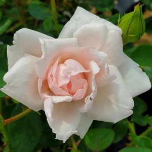 ROSA `NEW DAWN` - CL