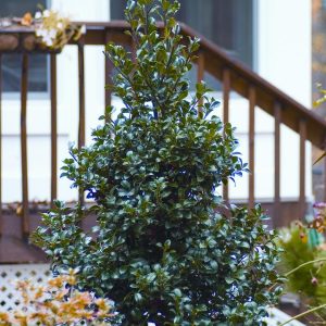 ILEX X MESERVEAE `CASTLE SPIRE`