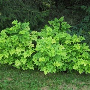 XANTHORHIZA SIMPLICISSIMA