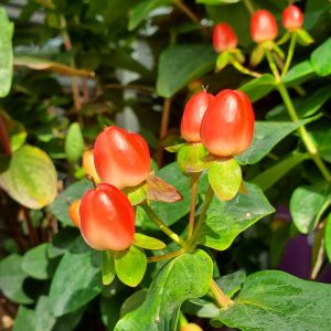 HYPERICUM INODORUM MAGICAL `RED FAME`