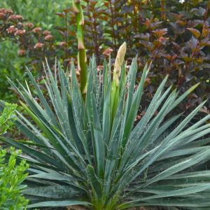 YUCCA FILAMENTOSA `EXCALIBUR`