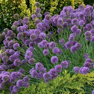ALLIUM `MEDUSA`