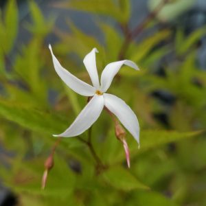 PORTERANTHUS TRIFOLIATUS (GILLENIA TRIFOLIATA)