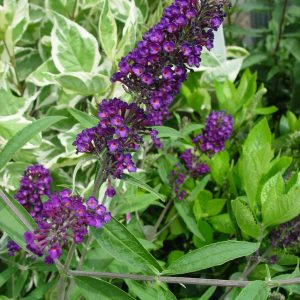 BUDDLEIA DAVIDII `BLACK KNIGHT`