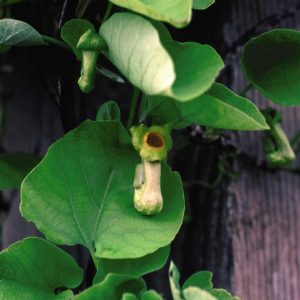 ARISTOLOCHIA MACROPHYLLA