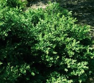 BUXUS MICRO. JAP. `GREEN VELVET`