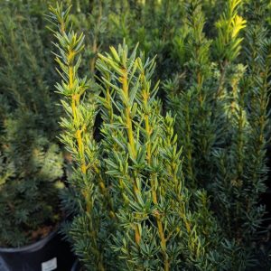 TAXUS X MEDIA `HICKSII`