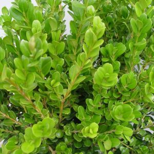 BUXUS MICRO. `WINTER GEM`