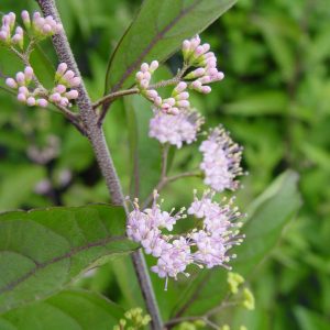CALLICARPA DICH. `EARLY AMETHYST`