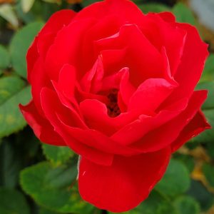 ROSA `OSO EASY DOUBLE RED`