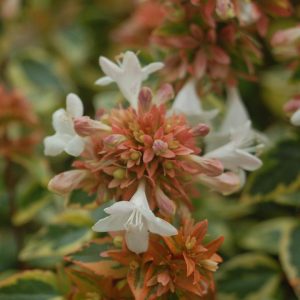 ABELIA X GRANDIFLORA `KALEIDOSCOPE`