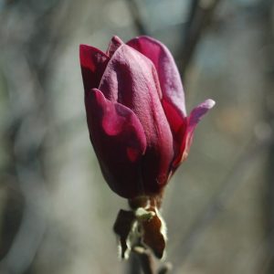 MAGNOLIA X `GENIE`