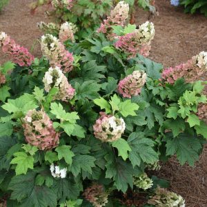 HYDRANGEA QUE. `JET STREAM`