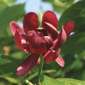 CALYCANTHUS X `APHRODITE`