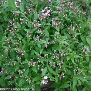 DEUTZIA `YUKI CHERRY BLOSSOM`