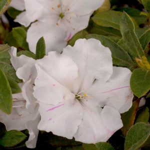 AZALEA ENCORE `AUTUMN LILY`