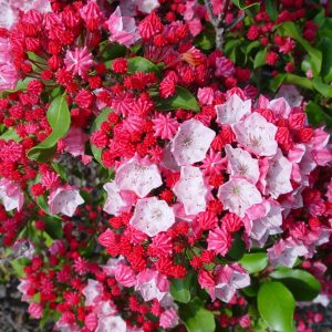 KALMIA LATIFOLIA `CAROL`