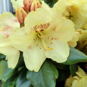 RHODODENDRON MIYAMA `GOLD PRINZ`