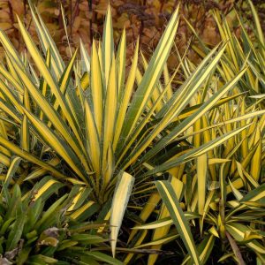 YUCCA FILAMENTOSA `COLOR GUARD`