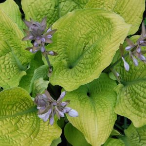 HOSTA SHADOWLAND `COAST TO COAST`
