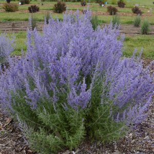 PEROVSKIA ATRIPLICIFOLIA `DENIM `N LACE`