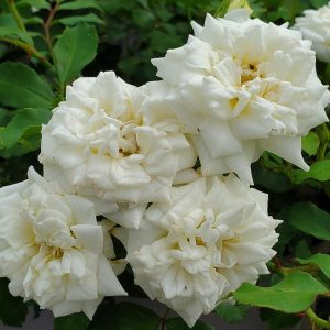 ROSA `DRIFT WHITE`
