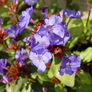 CERATOSTIGMA PLUMBAGINOIDES