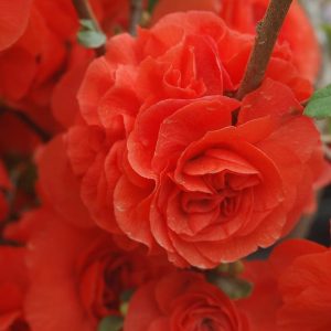 CHAENOMELES `DOUBLE TAKE ORANGE`