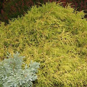 CHAMAECYPARIS PISIFERA F. `AUREA`