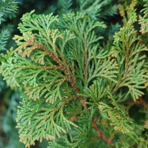 CHAMAECYPARIS OBTUSA `GRACILIS`