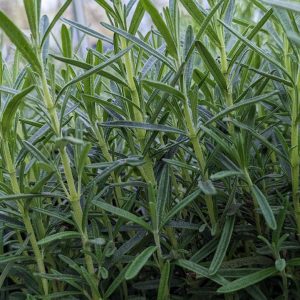 ROSMARINUS `GORIZIA`