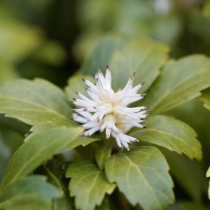 PACHYSANDRA TERMINALIS