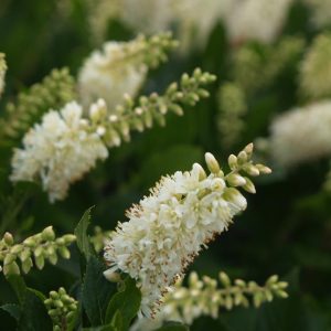CLETHRA `SUGARTINA CRYSTALINA`