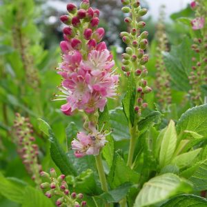 CLETHRA ALNIFOLIA `RUBY SPICE`
