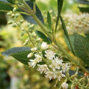 CLETHRA ALNIFOLIA `HUMMINGBIRD`