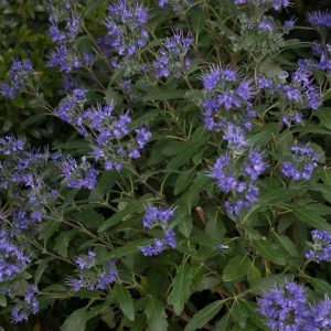 CARYOPTERIS X CLAND. `BEYOND MIDNIGHT`