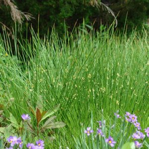 JUNCUS EFFUSUS