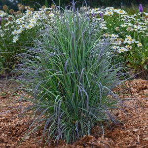 SCHIZACHYRIUM SCOPARIUM `TWILIGHT ZONE`