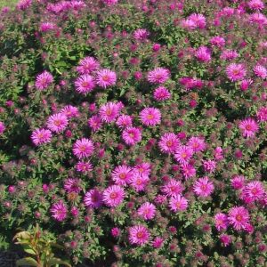 ASTER `VIBRANT DOME`