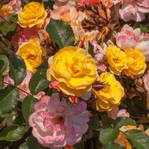 ROSA `COLOR COCKTAIL`