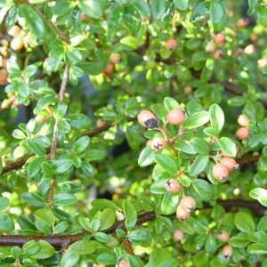 COTONEASTER DAMMERI `CORAL BEAUTY`