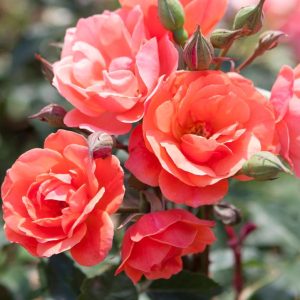 ROSA `CORAL KNOCK OUT`