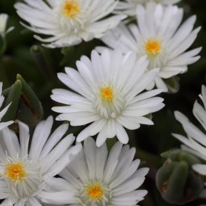 DELOSPERMA JEWEL DESERT `MOONSTONE`